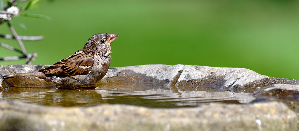 Ein Vogel sitzt in einer Vogeltränke Ein Vogel sitzt in einer Vogeltränke