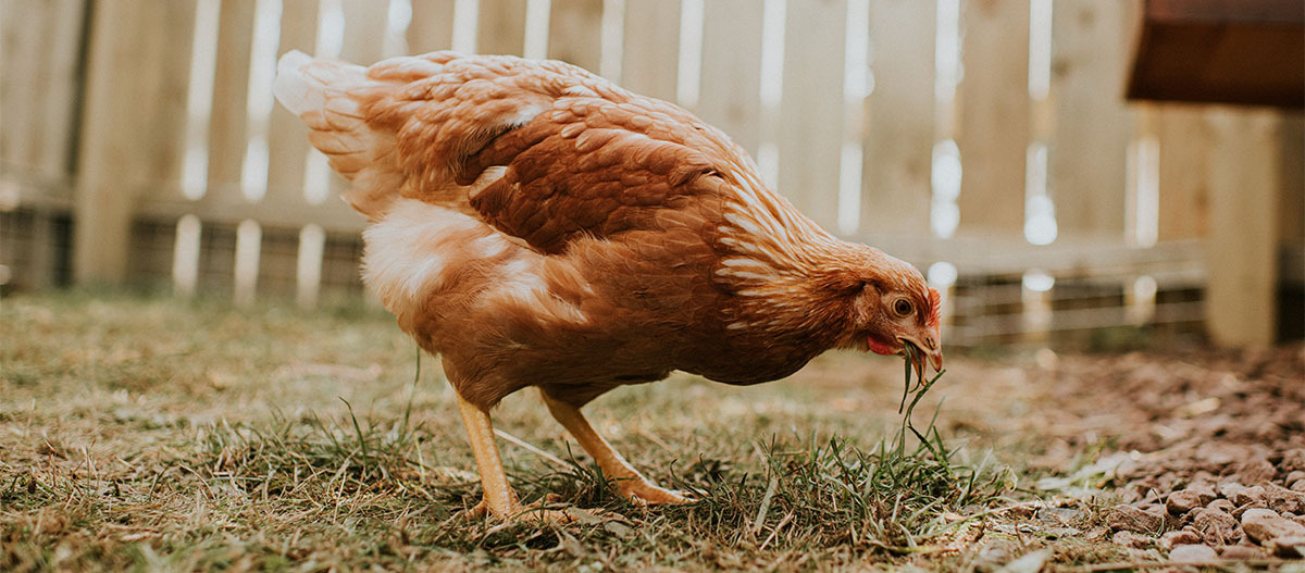 Ein Huhn im Stall, das im Gras pickt Ein Huhn im Stall, das im Gras pickt