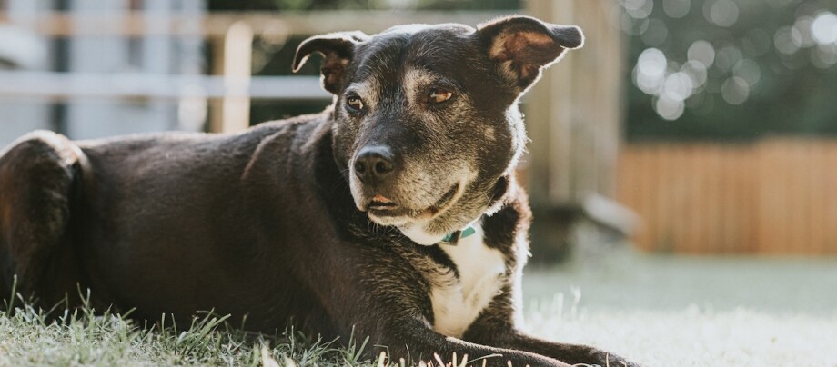 Ein schwarzer Hund liegt auf dem Rasen Ein schwarzer Hund liegt auf dem Rasen in der Sonne