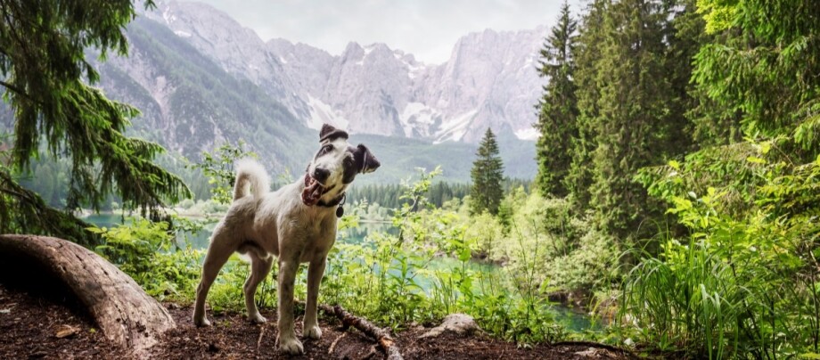 Terrier steht im Wald vor Bergpanorama