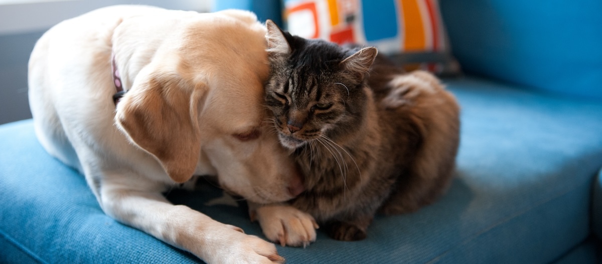 Eine Katze und ein Hund schmusen auf der Couch Eine Katze und ein Hund schmusen auf der Couch