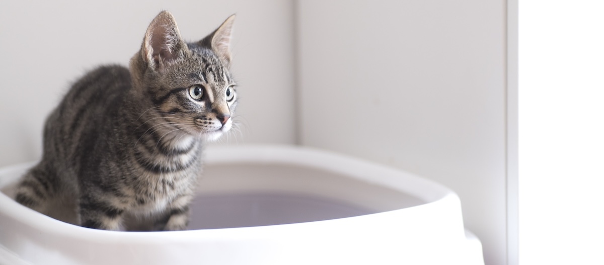 Junge Katze auf der Katzentoilette. Junge Katze auf der Katzentoilette.