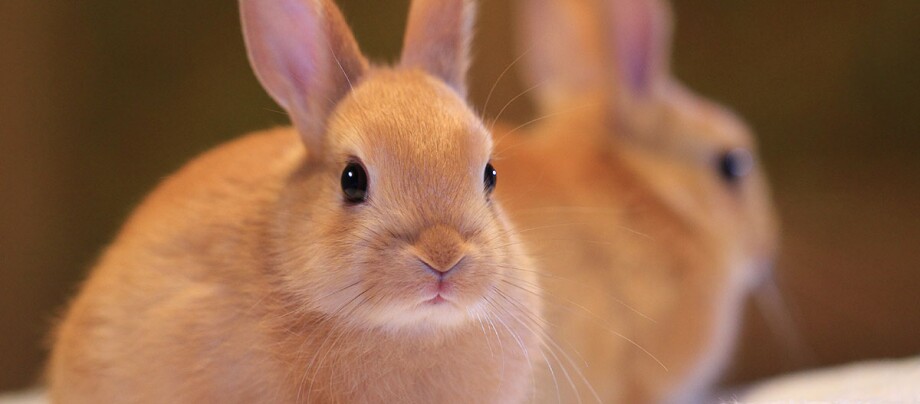 Braunes Kaninchen schaut in die Kamera Braunes Kaninchen schaut in die Kamera