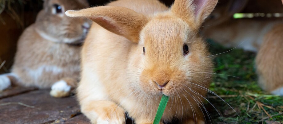 Zwei Kaninchen sitzen im Stall und fressen Gras Zwei Kaninchen sitzen im Stall und fressen Gras