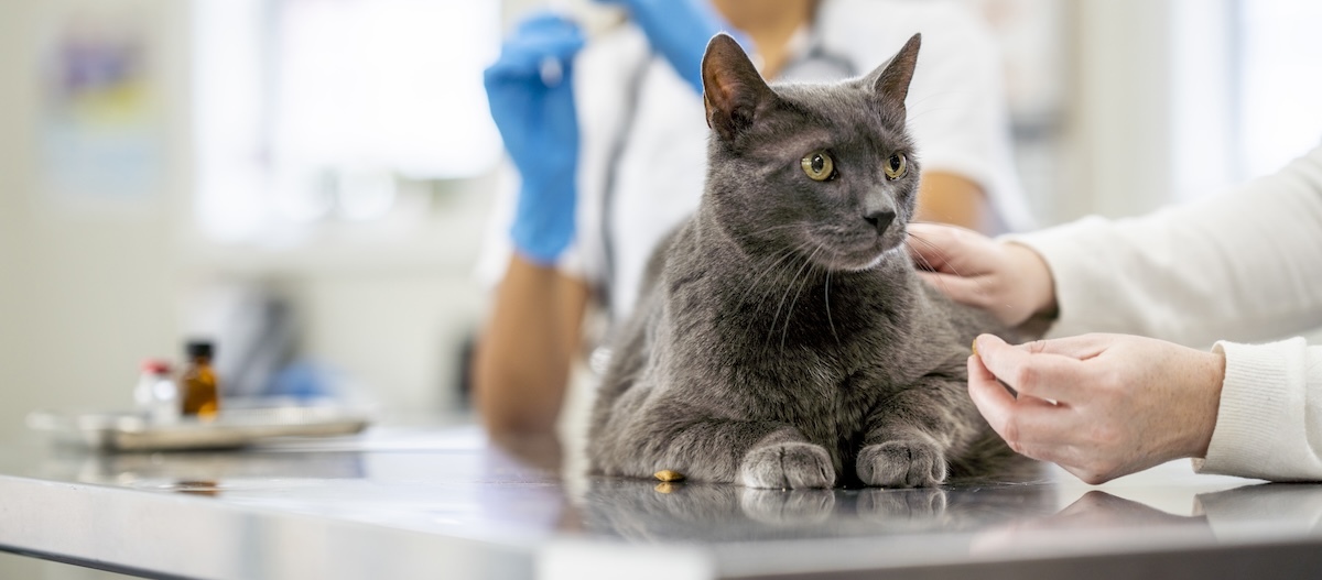 Eine graue Katze liegt auf dem Behandlungstisch in der Tierarztpraxis. Eine graue Katze liegt auf dem Behandlungstisch in der Tierarztpraxis.