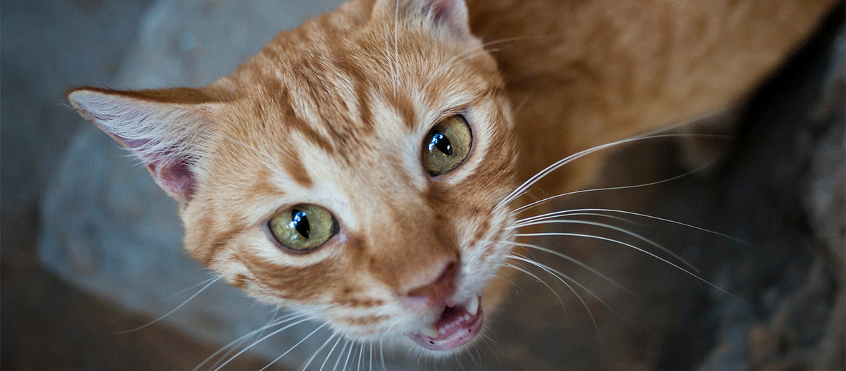 katze-faucht Katze faucht