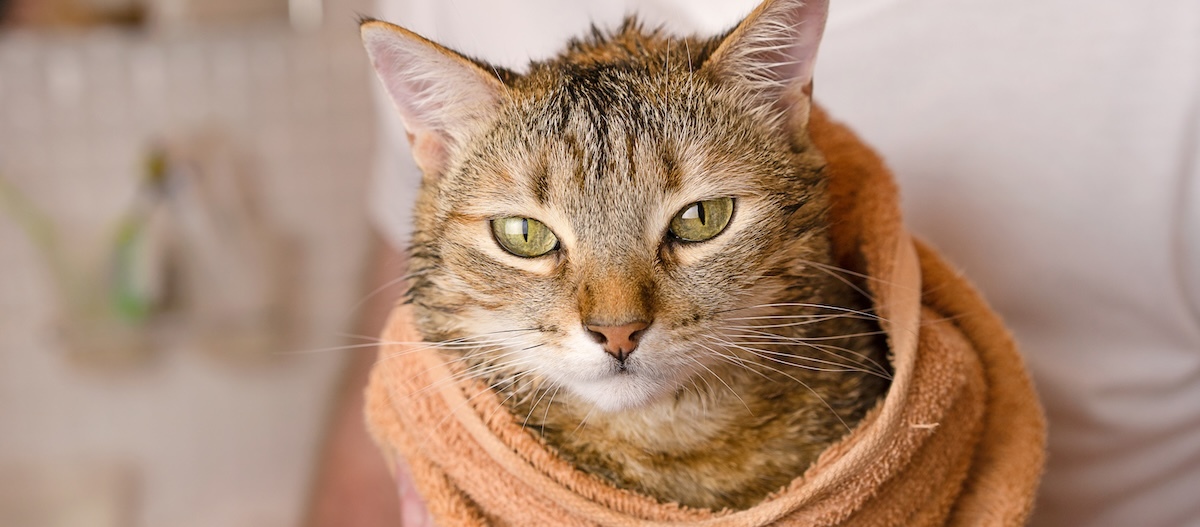 Porträt einer Katze, die in ein oranges Handtuch eingewickelt wurde. Porträt einer Katze, die in ein oranges Handtuch eingewickelt wurde.