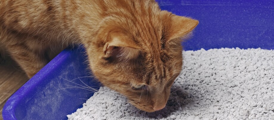 Katze riecht am Katzenstreu Katze riecht am Katzenstreu