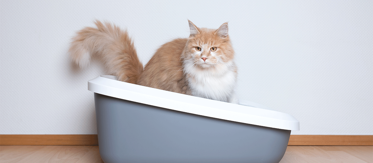 katze-sitzt-auf-katzenklo Katze sitzt auf Katzenklo