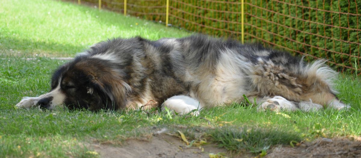 Kaukasischer Owtscharka liegt auf der Wiese Kaukasischer Owtscharka liegt auf der Wiese