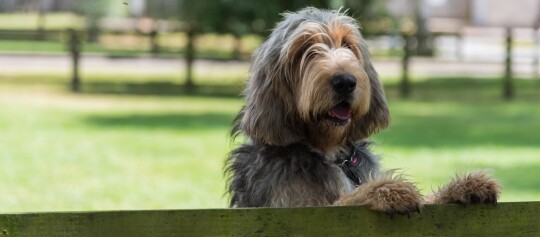Ein Otterhund schaut über einen Zaun.