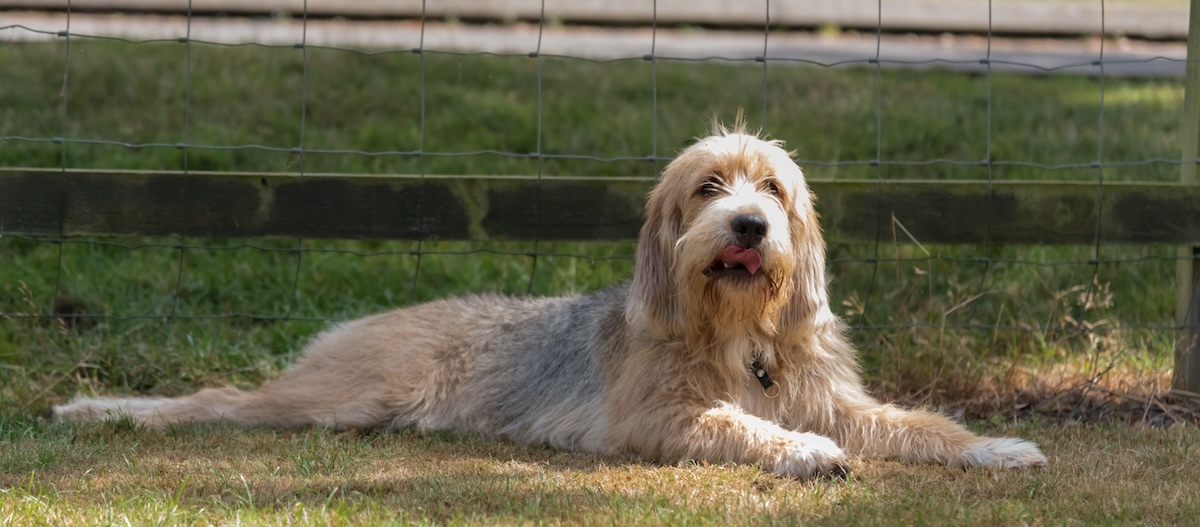 Ein Otterhund streckt sich auf dem Rasen aus. Ein Otterhund streckt sich auf dem Rasen aus.
