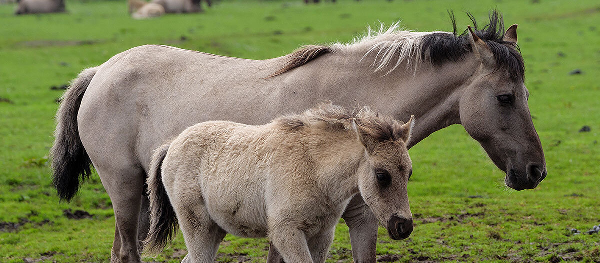 Pferd mit Fohlen auf einer Weide