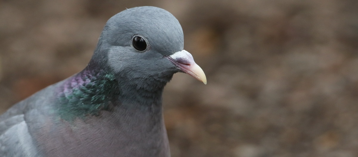Ein Porträt einer Taube. Ein Porträt einer Taube.