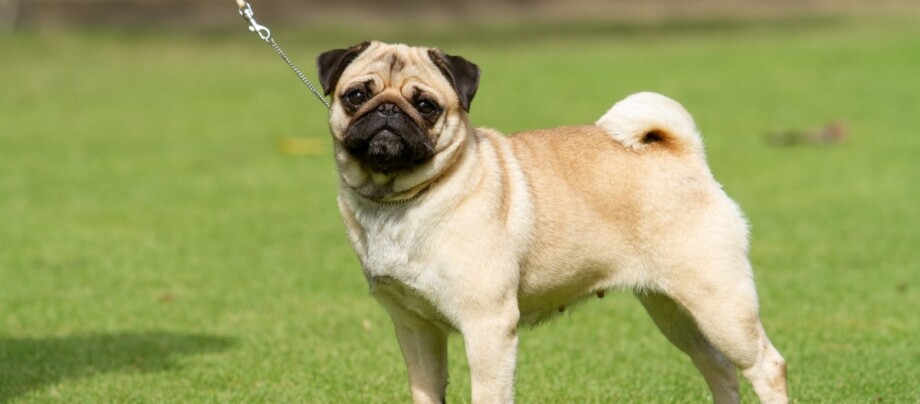 Ein Mops steht auf einer Wiese und schaut aufmerksam