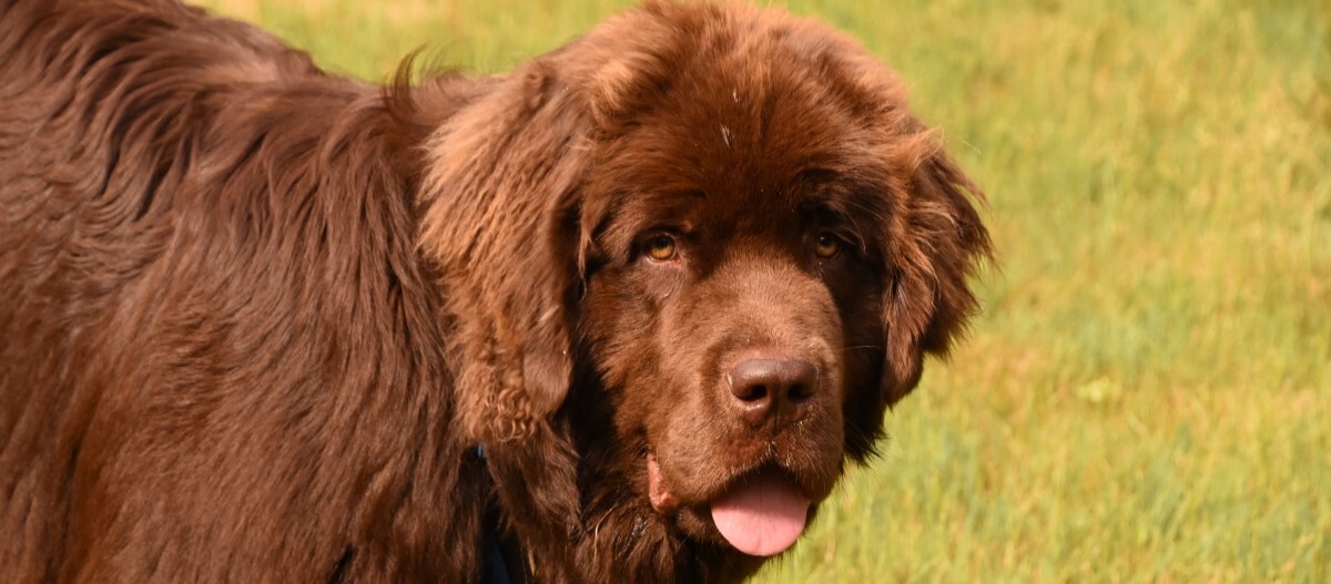 Brauner NeufundlÀnder auf einer Wiese