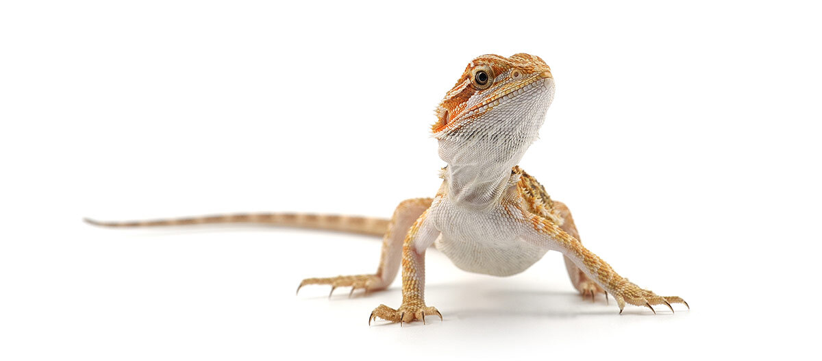 Bartagame auf weißem Hintergrund. Bartagame auf weißem Hintergrund.