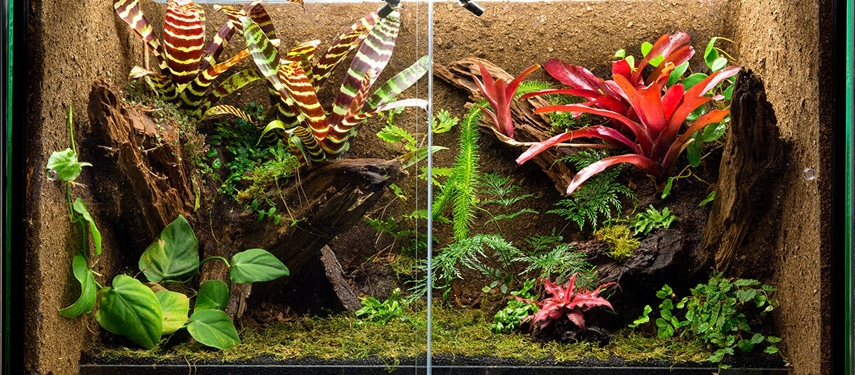 regenwald-terrarium-1200x527 Ein Regenwald Terrarium