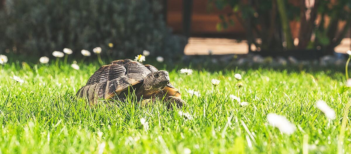 Schildkröte geht über eine Blumenwiese Schildkröte geht über eine Blumenwiese