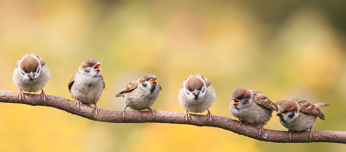 Sechs Spatzen sitzen auf einem Ast Sechs Spatzen sitzen auf einem Ast