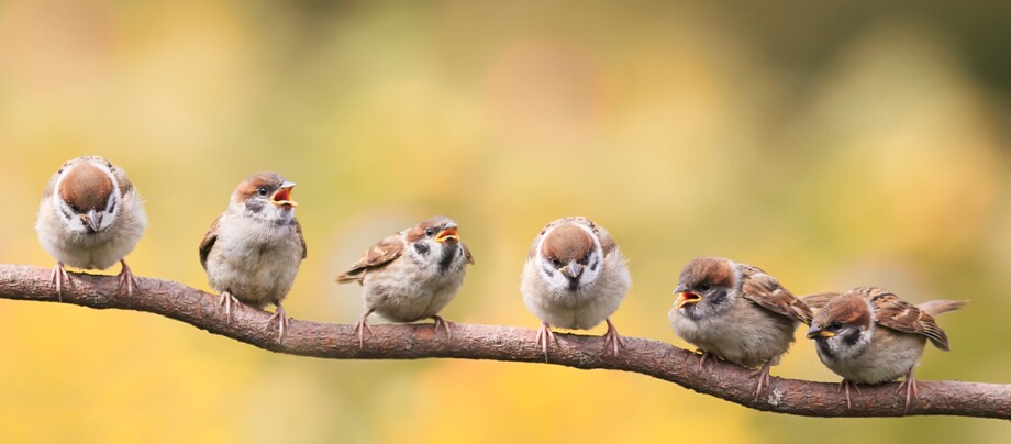 Sechs Spatzen sitzen auf einem Ast Sechs Spatzen sitzen auf einem Ast