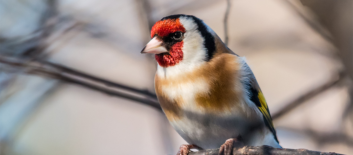 Ein Stieglitz sitzt auf einem Ast Ein Stieglitz sitzt auf einem Ast