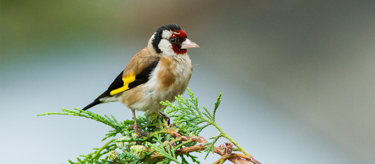 Ein Stieglitz sitzt auf einer Tanne Ein Stieglitz sitzt auf einer Tanne