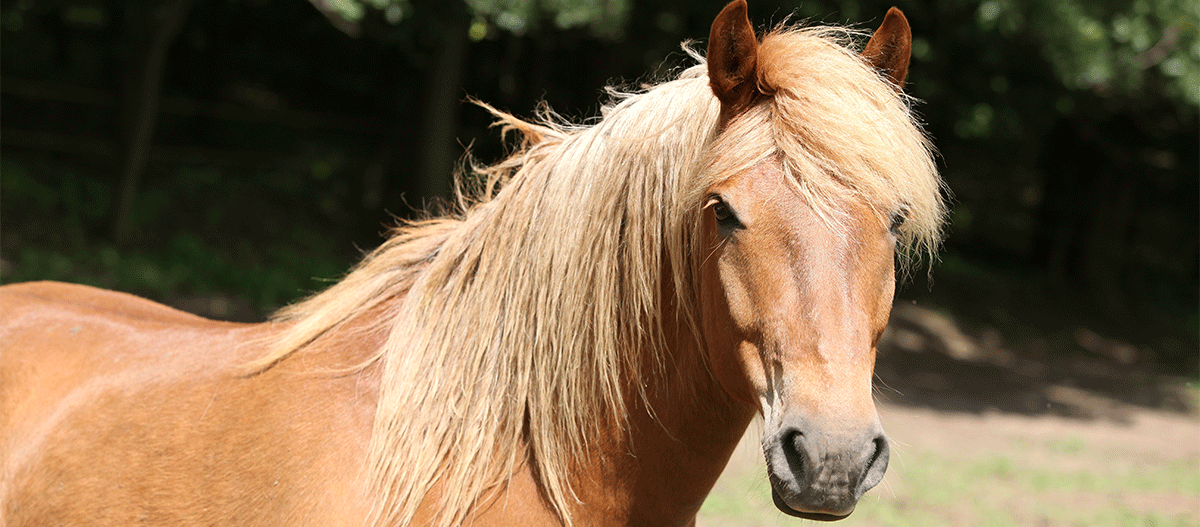 sueddeutsches-kaltblut-pferd Kaltblut Pferd