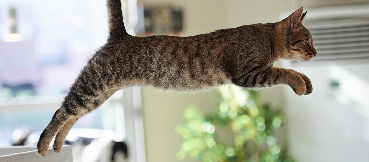 Tabby-Katze im Sprung Tabby-Katze im Sprung