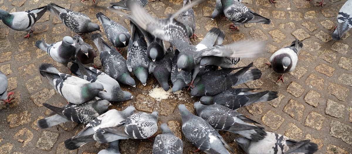 Eine Vielzahl an Tauben kämpfen um das verstreute Futter. Eine Vielzahl an Tauben kämpfen um das verstreute Futter.