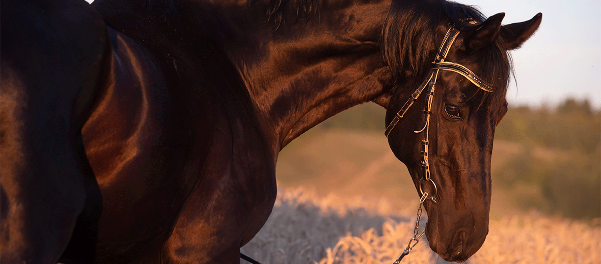 trakehner-pferd-zaumzeug Trakehner Pferd Zaumzeug