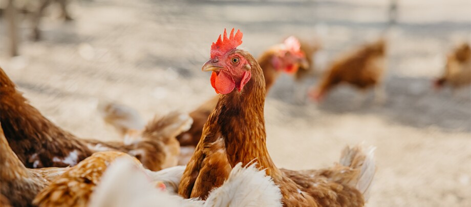 Mehrere Hühner in einem Stall Mehrere Hühner in einem Stall