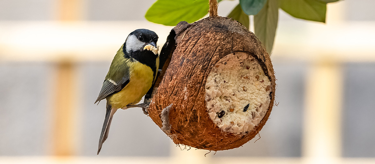 Ein Vogel sitzt an einem Futterball Ein Vogel sitzt an einem Futterball