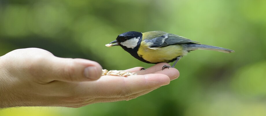 Ein kleiner Wildvogel frisst aus einer Hand Ein kleiner Wildvogel frisst aus einer Hand