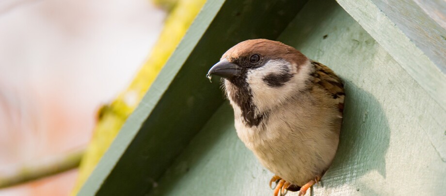 Ein Wildvogel schaut aus einem Vogelhaus raus Ein Wildvogel schaut aus einem Vogelhaus raus