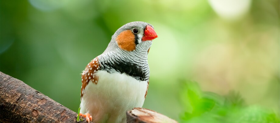 Ein Zebrafink sitzt auf einem Ast im Grünen Ein Zebrafink sitzt auf einem Ast im Grünen