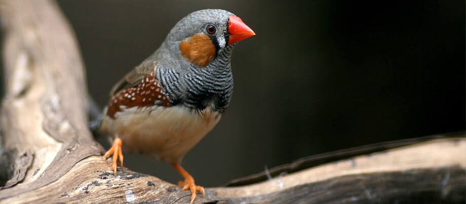 Ein Zebrafinken sitzt auf einem Ast Ein Zebrafinken sitzt auf einem Ast