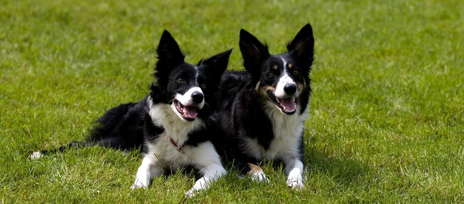 Zwei Border Collies Zwei Border Collies