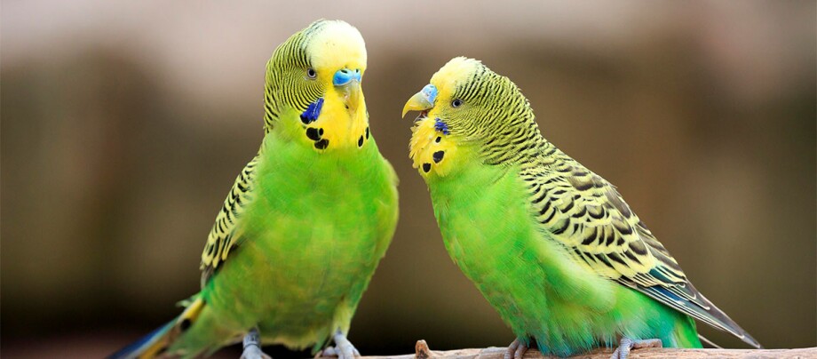 Zwei grüne Wellensittiche sitzen auf einem Stock Zwei grüne Wellensittiche sitzen auf einem Stock