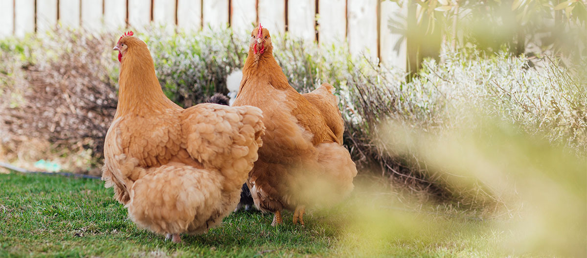 Zwei Hühner stehen im Gaten vor einem Zaun Zwei Hühner stehen im Gaten vor einem Zaun