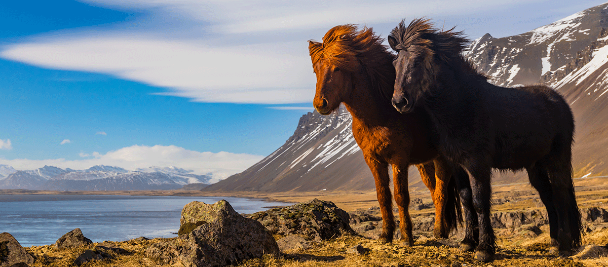 zwei-islandpferde-himmel-im-hintergrund Zwei Islandpferde vor strahlendem Himmel