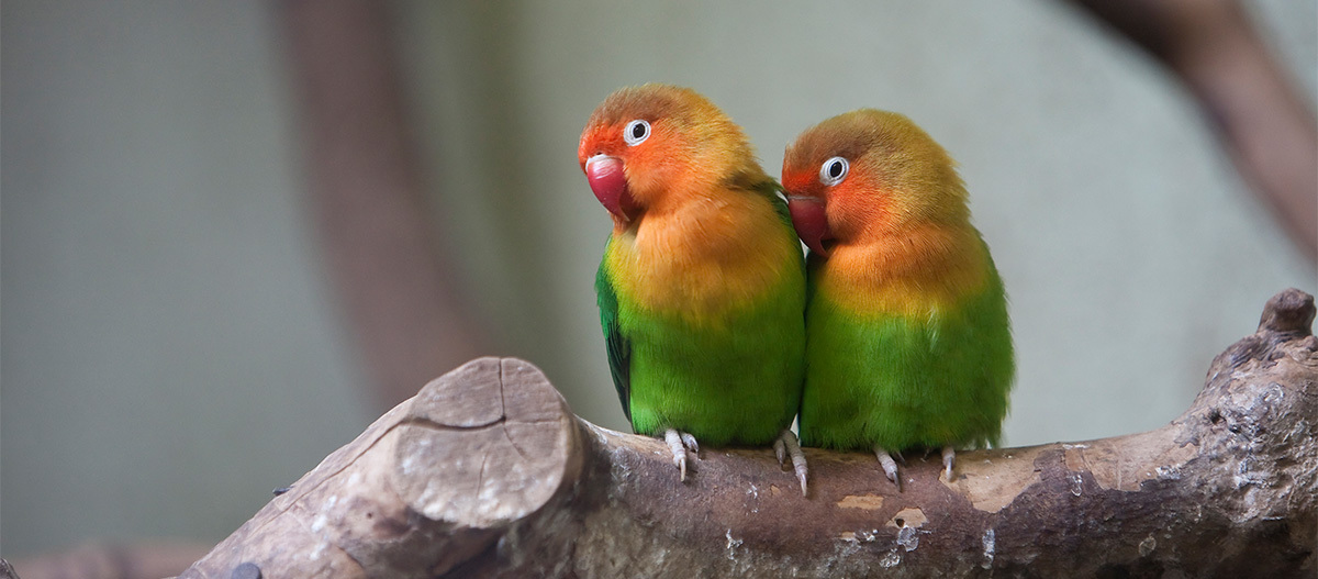Zwei Pfirsichkoepfchen sitzen nebeneinander auf einem Ast Zwei Pfirsichkoepfchen sitzen nebeneinander auf einem Ast