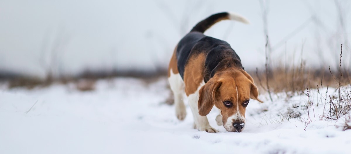 Beagle-im-schnee Beagle läuft im Schnee