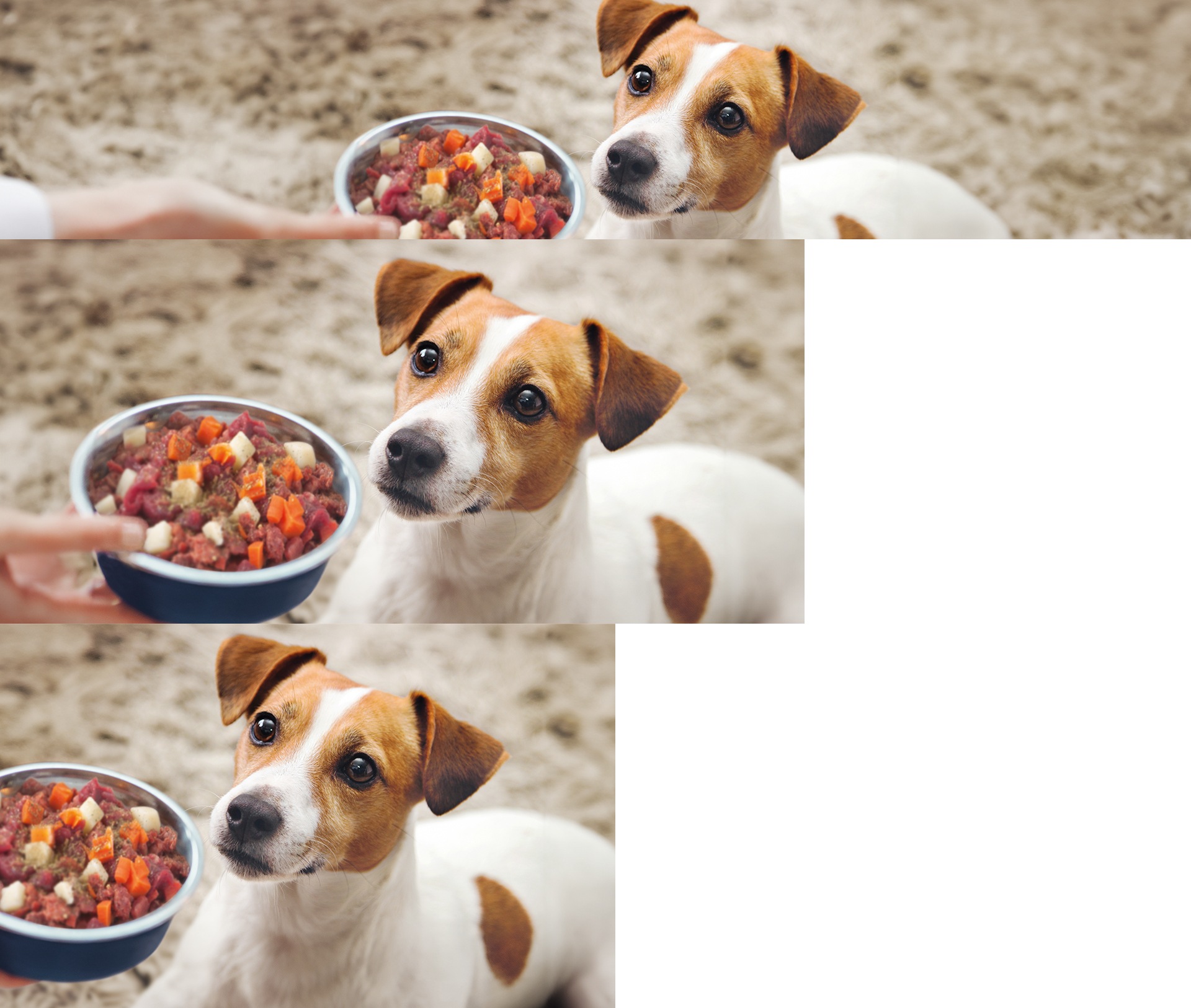 INT_KW26_BARF_Kampagne_LW_PLP und Stage Teaser 1920 x 1626_v2 Barf Komplettmenüs