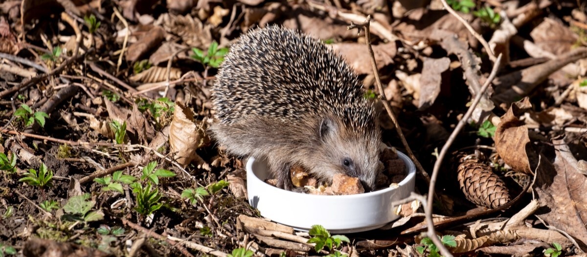 Igel frisst aus Napf Igel frisst aus Napf