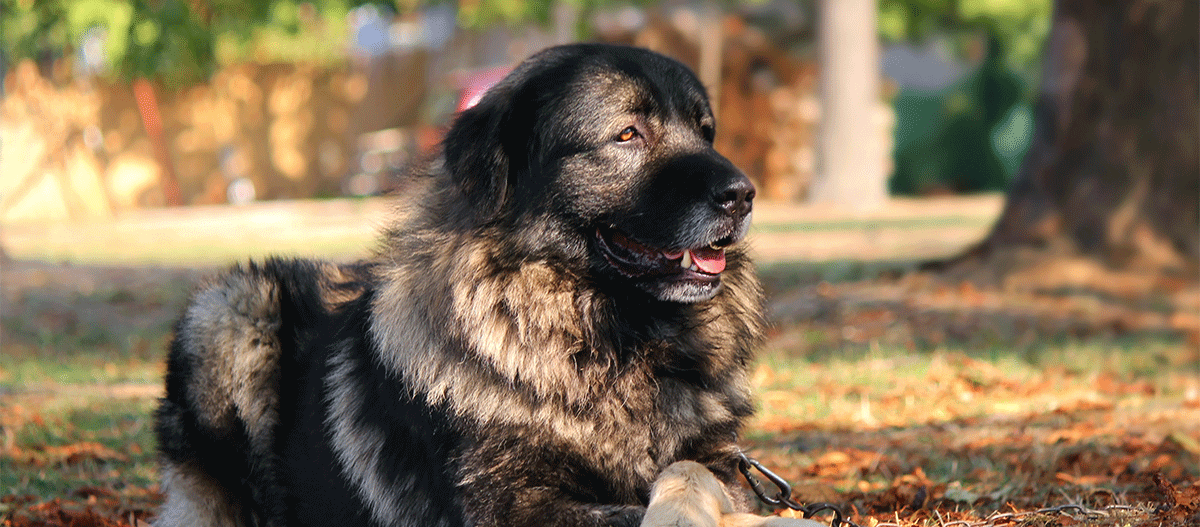 Sarplaninac-hunderasse Sarplaninac-hunderasse