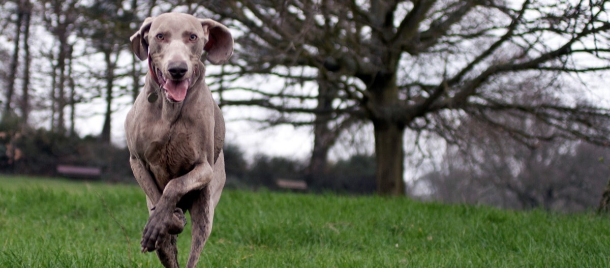 Weimaraner-rennt