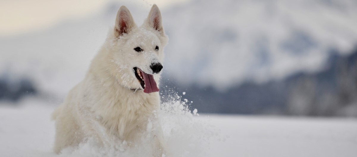 Weisser-schäferhund-im-schnee Weisser Schäferhund rennt im Schnee