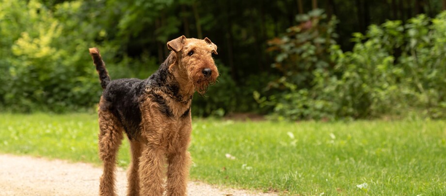Airedale-Terrier Airedale-Terrier