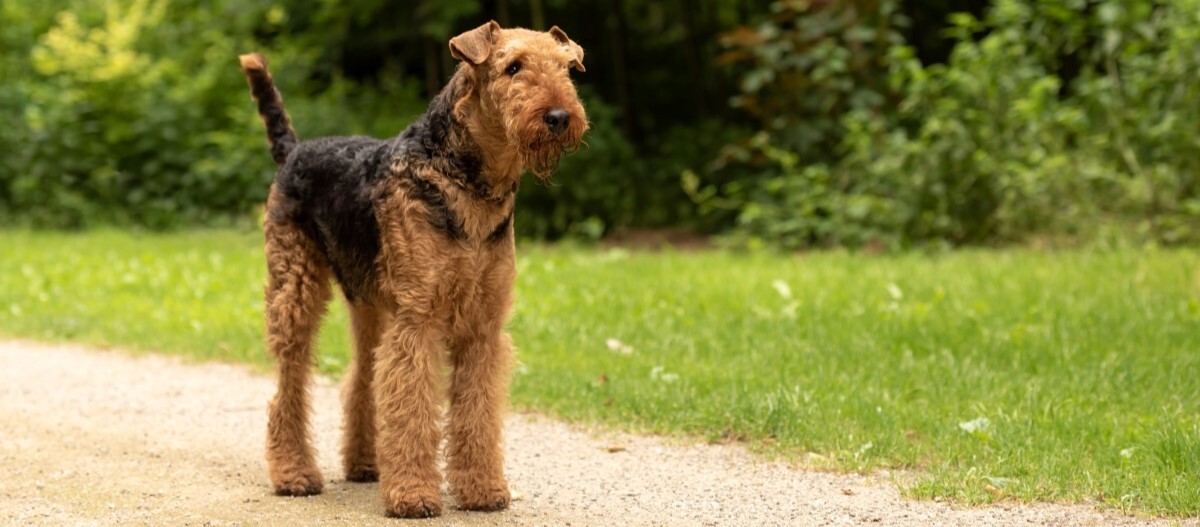 Airedale Terrier steht auf einem Weg
